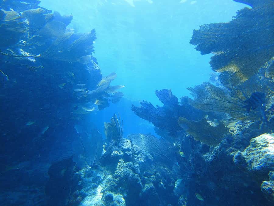 Southpoint Divers: Afternoon Reef Dive Trip - Cancellation and booking flexibility