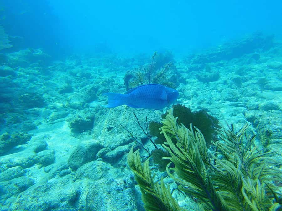 Southpoint Divers: Afternoon Reef Dive Trip - Two shallow reefs from Key West