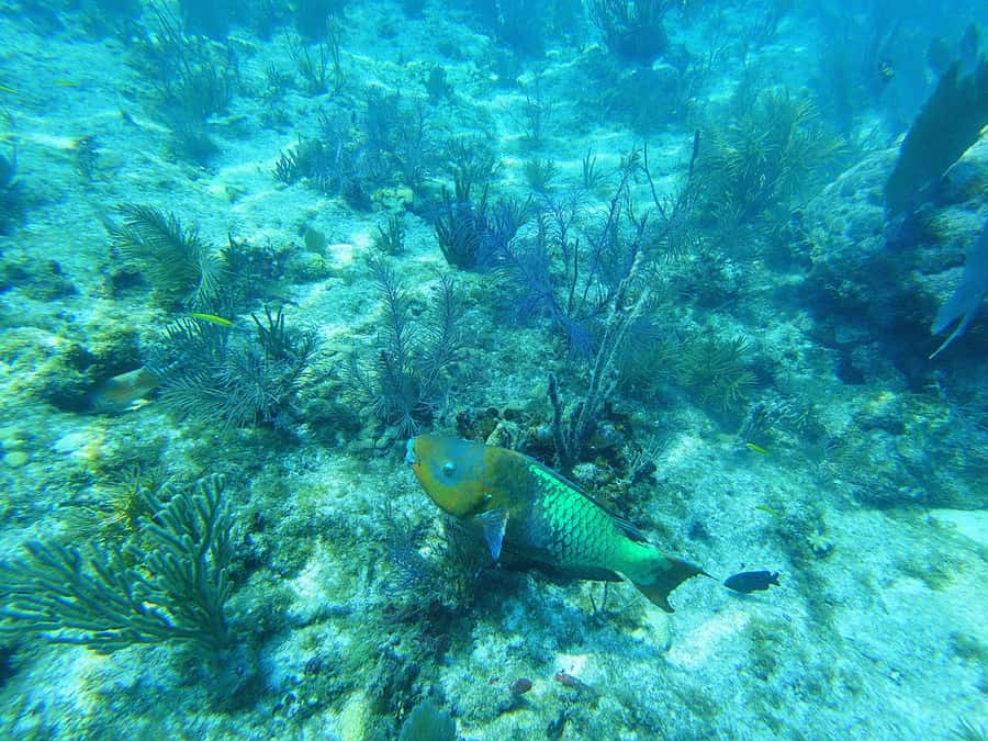 Southpoint Divers: Afternoon Reef Dive Trip - Why shallow water helps beginners