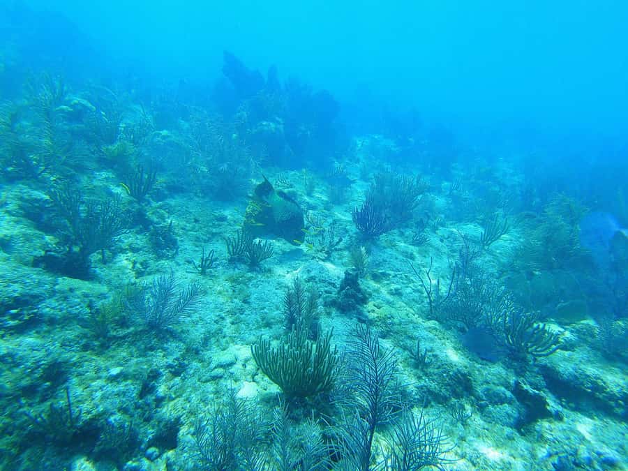 Southpoint Divers: Afternoon Reef Dive Trip - Choosing the right extras