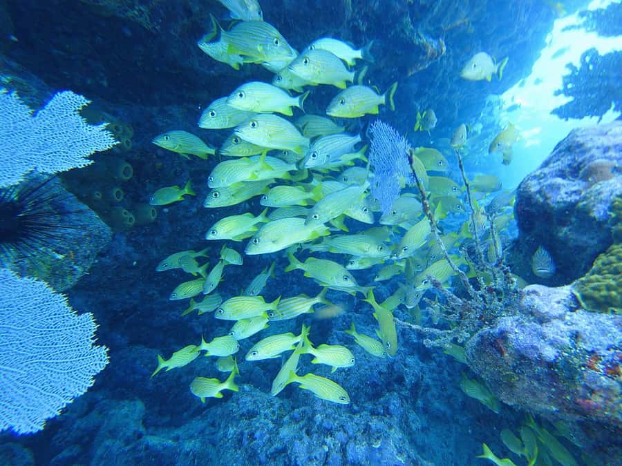 Southpoint Divers: Afternoon Reef Dive Trip - Snorkelers and riders can join