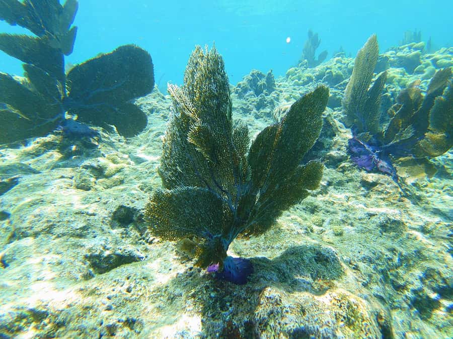 Southpoint Divers: Afternoon Reef Dive Trip - Practical preparation for 606 Front Street