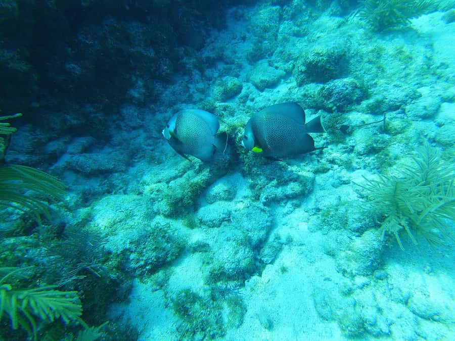 Southpoint Divers: Afternoon Reef Dive Trip - The captain’s weather call matters