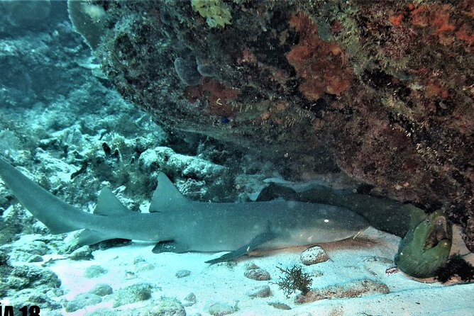 SPECIAL!! 2 Tank Wreck & Drift Reef dives - At a glance