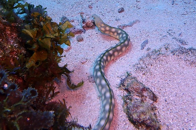 SPECIAL!! 2 Tank Wreck & Drift Reef dives - The Second Tank: Let the Current Do the Work
