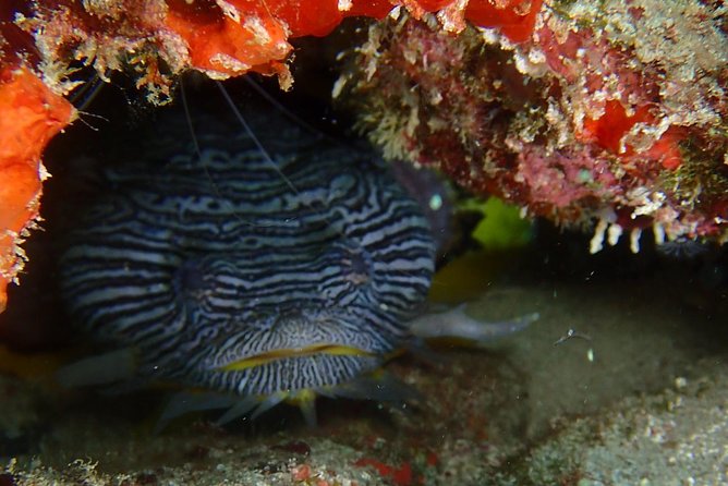 SPECIAL!! 2 Tank Wreck & Drift Reef dives - What $125 Really Buys You