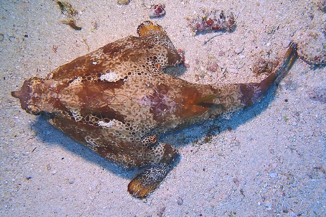 SPECIAL!! 2 Tank Wreck & Drift Reef dives - Safety, Certification, and Current