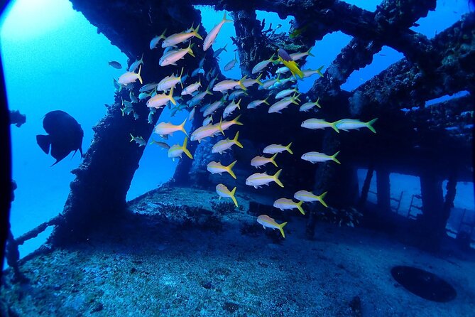SPECIAL!! 2 Tank Wreck & Drift Reef dives - Who Will Enjoy This Most