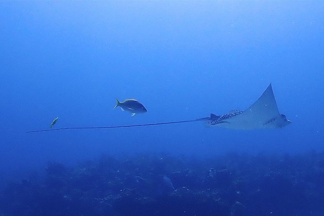 SPECIAL!! 2 Tank Wreck & Drift Reef dives - What the 7:30 or 13:00 Schedule Means