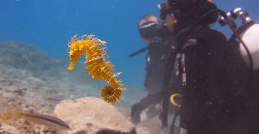 Split-Makarska-Brela Try SCUBA Dive - Key points to know before booking