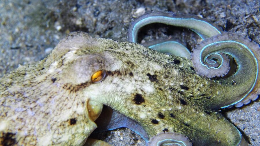 Split-Makarska-Brela Try SCUBA Dive - The value of $176 per person