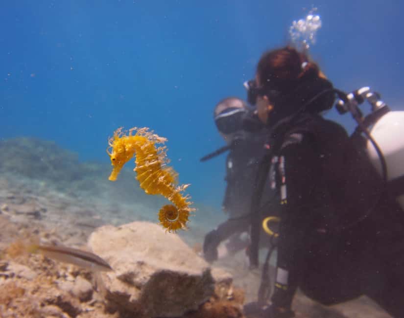 Split-Makarska-Brela Try SCUBA Dive - The Adriatic setting near Brela
