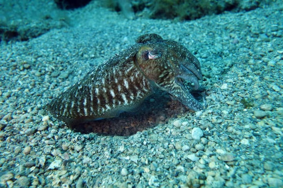 Split-Makarska-Brela Try SCUBA Dive - How the instructors handle first-time nerves