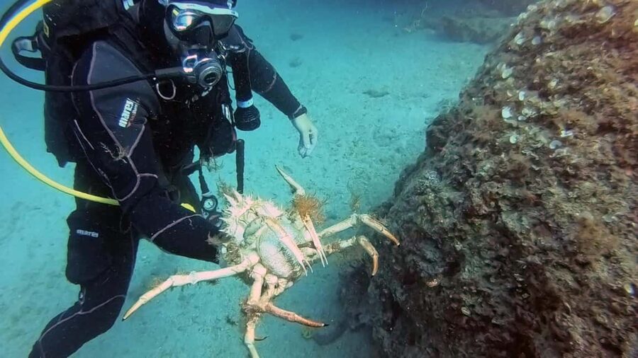 Split-Makarska-Brela Try SCUBA Dive - Photos and videos after the session