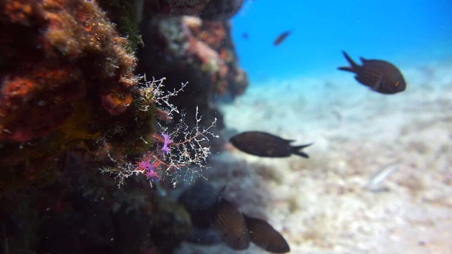 Split-Makarska-Brela Try SCUBA Dive - Who should book this experience