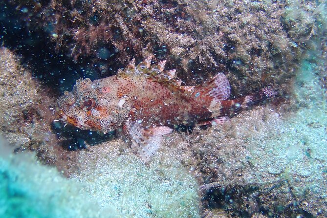 SSI basic diver In Tenerife - 2 Dives - The first session: getting comfortable underwater