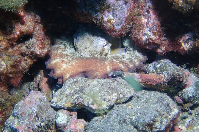 SSI basic diver In Tenerife - 2 Dives - What this course does not include