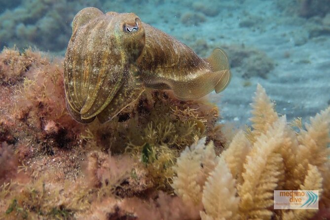 SSI Scuba Diver Course In Médano - What Makes This Course Worth Considering