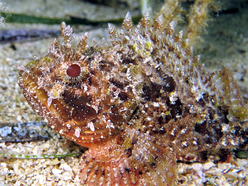SSI Try Scuba Diving in the sea - Key points to know before booking