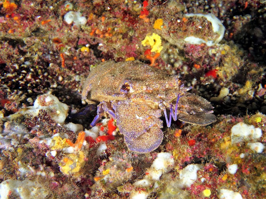 SSI Try Scuba Diving in the sea - Who should skip this activity