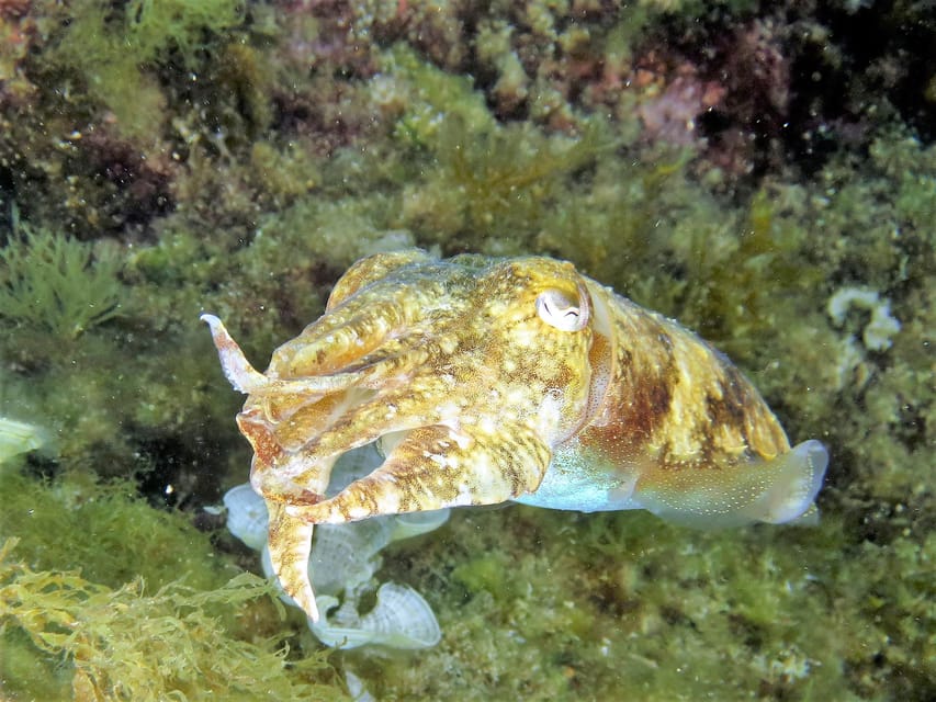 SSI Try Scuba Diving in the sea - Practical advice for a smooth afternoon
