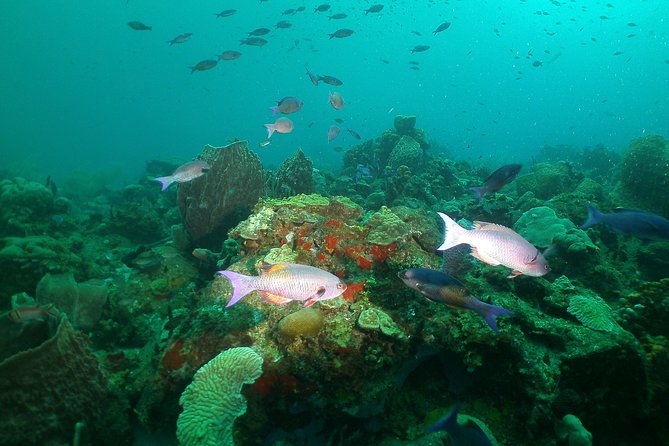 St Lucia Beginner Scuba Diving Tour - Key points before you book