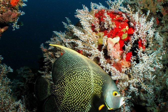 St Lucia Certified Scuba Diving Tour - Five things to know before you book