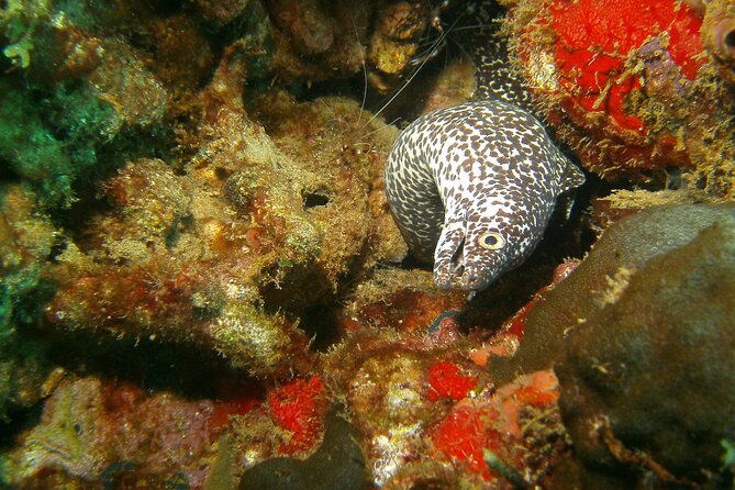 St Lucia Certified Scuba Diving Tour - Choosing a west-coast site by conditions