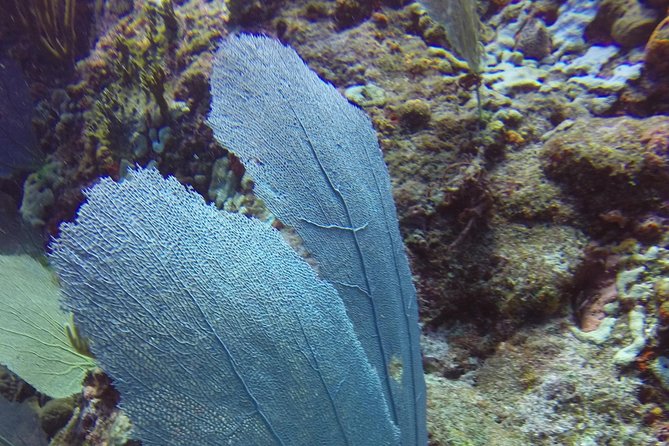 St Maarten Discover Scuba - Entering the Caribbean at a shallow wreck site