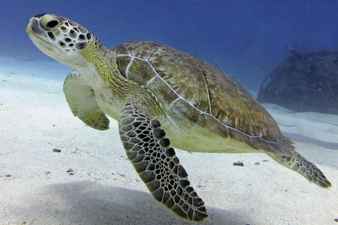 St Maarten Discover Scuba - Health rules you should handle early