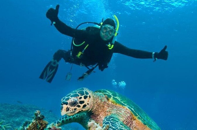 St Maarten Scuba Diving for Certified Divers - Mike’s Maze and St Maarten’s reef life