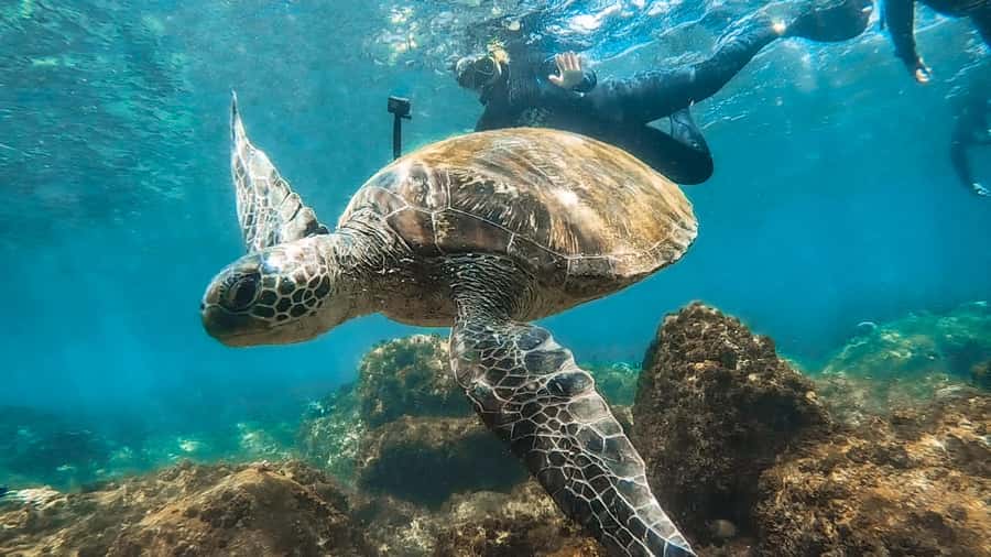 Sunshine Coast: Scuba Dive the Ex-HMAS Brisbane Ship Wreck - Is $133 good value?