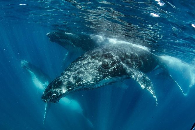 Swim with Humpback Whales - Ningaloo Reef - 3 Islands Whale Shark Dive - Key points to know before booking