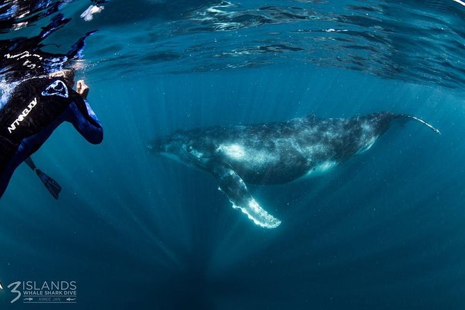 Swim with Humpback Whales - Ningaloo Reef - 3 Islands Whale Shark Dive - Why Ningaloo makes this whale trip special