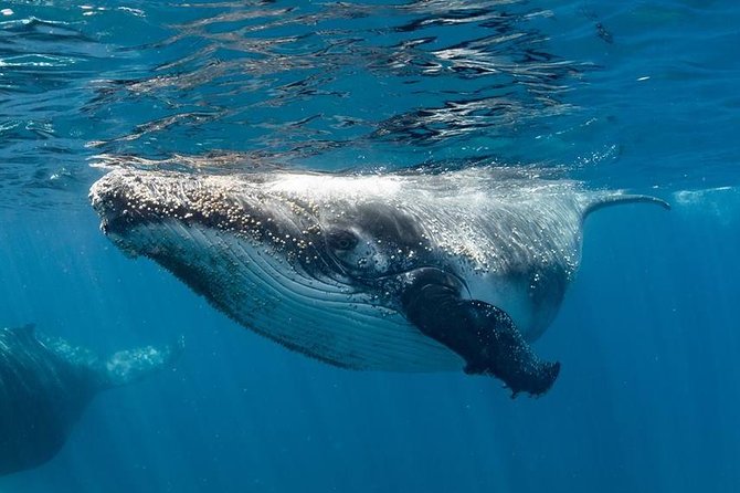 Swim with Humpback Whales - Ningaloo Reef - 3 Islands Whale Shark Dive - How the spotter plane changes the search