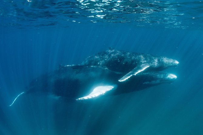 Swim with Humpback Whales - Ningaloo Reef - 3 Islands Whale Shark Dive - Swimming with humpback whales