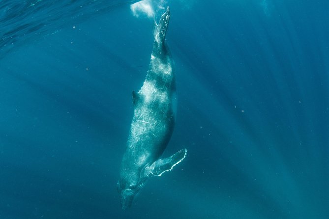 Swim with Humpback Whales - Ningaloo Reef - 3 Islands Whale Shark Dive - The rare bonus of seeing a whale shark