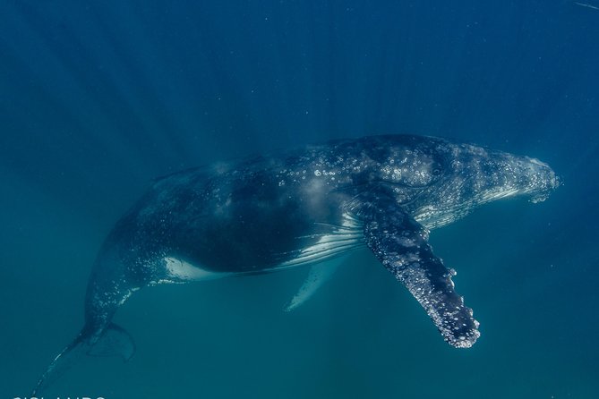 Swim with Humpback Whales - Ningaloo Reef - 3 Islands Whale Shark Dive - Food, drinks, and photography on board