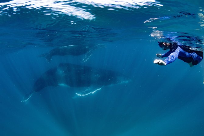 Swim with Humpback Whales - Ningaloo Reef - 3 Islands Whale Shark Dive - What the $430.35 price really covers
