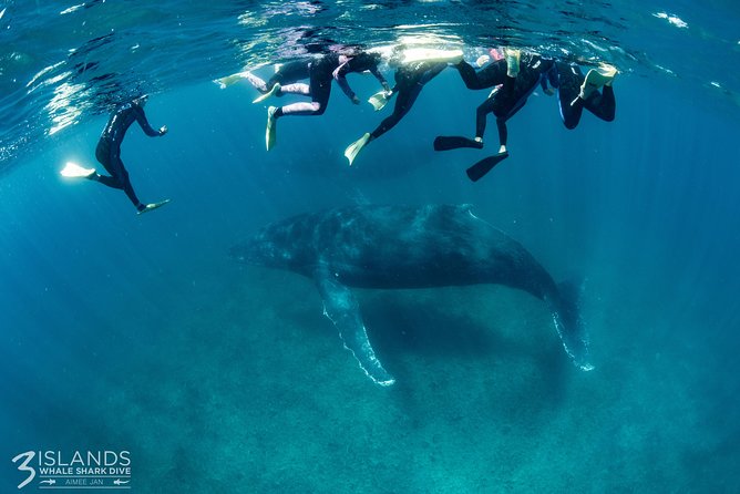 Swim with Humpback Whales - Ningaloo Reef - 3 Islands Whale Shark Dive - The 10am start and boat routine