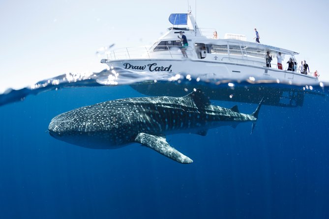 Swim with Whale Sharks in the Ningaloo Reef: 3 Island Shark Dive - Key points to know before booking