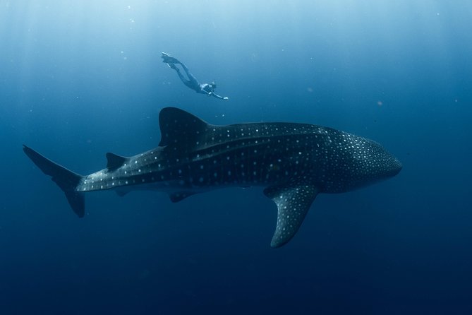Swim with Whale Sharks in the Ningaloo Reef: 3 Island Shark Dive - Why Ningaloo makes this a special wildlife day