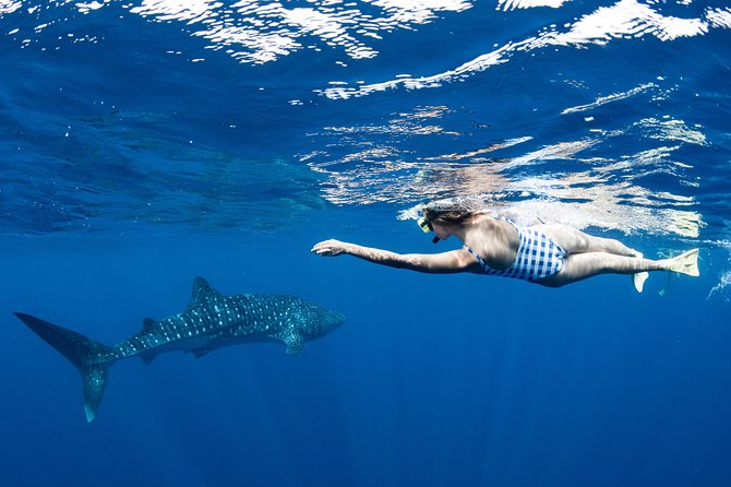 Swim with Whale Sharks in the Ningaloo Reef: 3 Island Shark Dive - Manta rays, turtles, whales, and bonus sightings