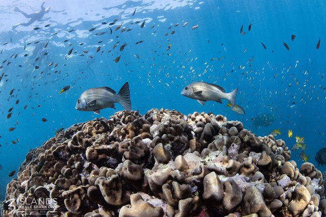 Swim with Whale Sharks in the Ningaloo Reef: 3 Island Shark Dive - Meals, drinks, and the included photographer