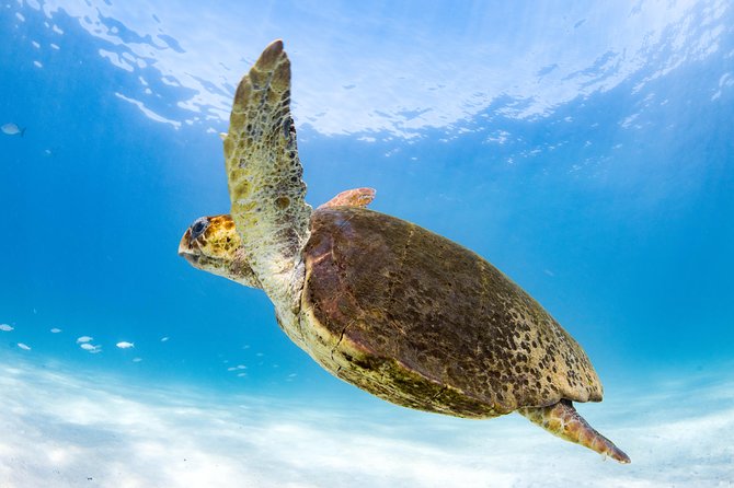 Swim with Whale Sharks in the Ningaloo Reef: 3 Island Shark Dive - The first reef snorkeling stop