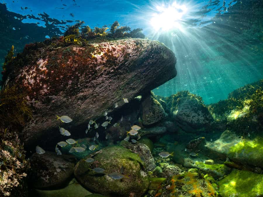 Sydney: Discover Scuba Dive at Australia's most Iconic Beach - Is $407 good value for two people?