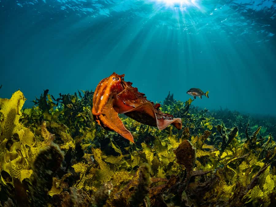 Sydney: Discover Scuba Dive at Australia's most Iconic Beach - The instructors are a major part of the experience