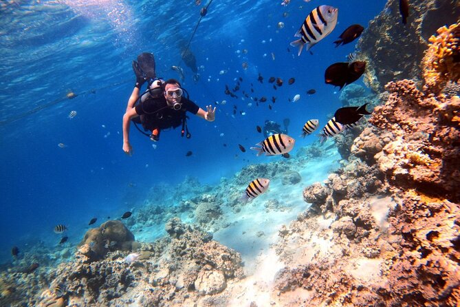 Take advantage of a half-day boat dive experience in Red sea of Aqaba. - Is $150 a fair price?
