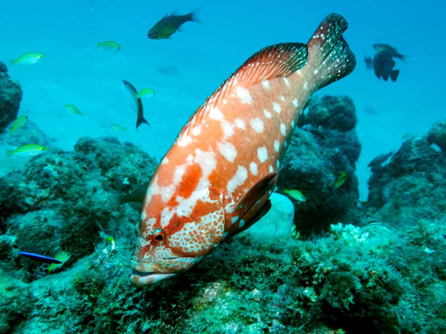 Tamarin Bay: Beginners Scuba Diving Experience - Why the instructors matter so much