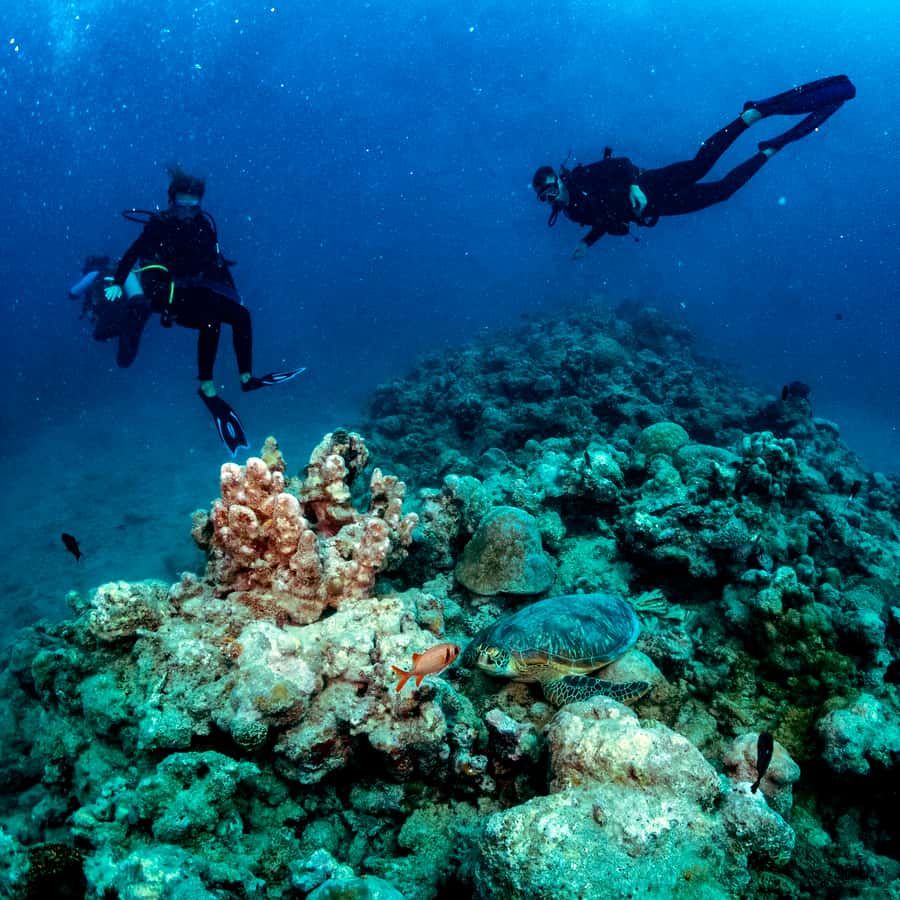 Tamarin Bay: Beginners Scuba Diving Experience - Equipment, insurance, and what the $109 covers